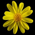 Yellow flower of Senecio Vernalis, Eastern groundsel, Spring groundsel, isolated on black background