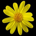 Yellow flower of Senecio Vernalis, Eastern groundsel, Spring groundsel, isolated on black background