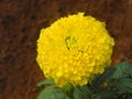 Yellow flower Sensitive plant Mimosa pudica, humble plant, plant in the pea family on brown ground. Macro Royalty Free Stock Photo