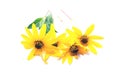 Yellow flower set closeup isolated Royalty Free Stock Photo