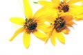 Yellow flower set closeup isolated Royalty Free Stock Photo