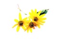 Yellow flower set closeup isolated Royalty Free Stock Photo