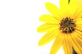 Yellow flower set closeup isolated Royalty Free Stock Photo