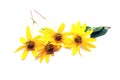 Yellow flower set closeup isolated Royalty Free Stock Photo