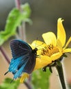 Yellow flower with Silver-studded Blue Plebejus argus butterfly Royalty Free Stock Photo