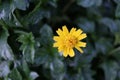 Yellow flower of Singapor daisy, top view.