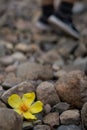 Yellow flower amongst rocks with feet walking away Royalty Free Stock Photo