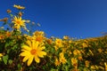 Yellow flower with sky clealy