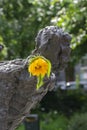 Yellow Flower At The Slavery Monument At Amsterdam The Netherlands 2-7-2021