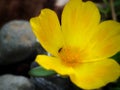 Yellow flower with small ant Royalty Free Stock Photo