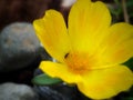 Yellow flower with small ant Royalty Free Stock Photo