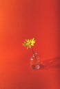 Yellow flower in small glass vase on orange background. Royalty Free Stock Photo