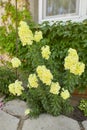 Yellow flower of Snapdragon, Antirrhinum majus in the garden. Summer and spring time. Royalty Free Stock Photo