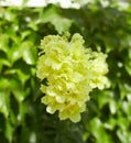 Yellow flower of Snapdragon, Antirrhinum majus in the garden. Royalty Free Stock Photo