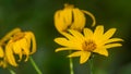 Yellow flower on soft green background Royalty Free Stock Photo