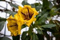 Yellow flower Solandra large. Close-up, focus on flowers. Royalty Free Stock Photo
