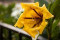 Yellow flower Solandra maxima. Close-up, focus on flowers Royalty Free Stock Photo