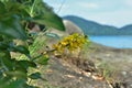 The yellow flower of Sophora tomentosa on the beach