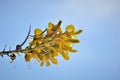 The yellow flower of Sophora tomentosa on the coast
