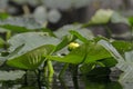 Yellow flower Spatterdock lily pads, Okefenokee Swamp National Wildlife Refuge