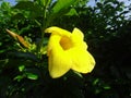 Yellow flower of the species Allamanda cathartica Royalty Free Stock Photo