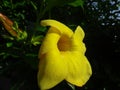 Yellow flower of the species Allamanda cathartica Royalty Free Stock Photo