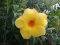 Yellow flower of the species Allamanda cathartica Royalty Free Stock Photo