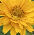 Yellow flower spider on yellow flower Royalty Free Stock Photo