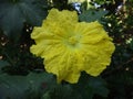 Yellow flower of sponge gourd