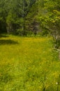 Yellow flower in the sprin meadow