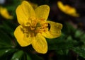 Yellow flower of spring . Amazing light