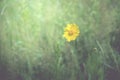 Yellow flower in the spring background in the middle of grass field, vintage tone