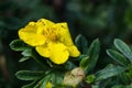 Yellow flower St John`s wort. Hypericum patulum. Royalty Free Stock Photo