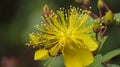 Yellow flower