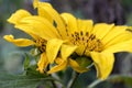 Yellow flower stamen close up Royalty Free Stock Photo