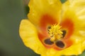 Yellow flower stamen