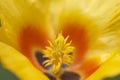 Yellow flower stamen Royalty Free Stock Photo