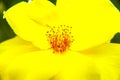 Yellow flower stamen pistil
