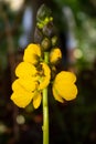 A yellow flower that stands out