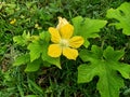 a beautiful yellow flower of wax gourds growing on the land Royalty Free Stock Photo