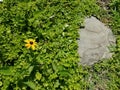 Yellow flower and stepping stone