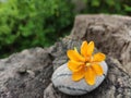 Yellow flower on stone. petal