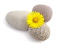 Yellow flower and stones Royalty Free Stock Photo