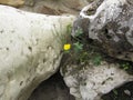 Yellow flower between stones Royalty Free Stock Photo