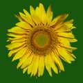 Yellow flower-sun on a green background