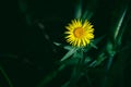 Yellow flower in the sun ray on dark background. Elecampane inula Royalty Free Stock Photo