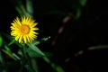 Yellow flower in the sun ray on dark background. Elecampane inula Royalty Free Stock Photo