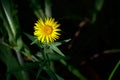 Yellow flower in the sun ray on dark background. Elecampane inula Royalty Free Stock Photo