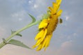 Yellow flower sunflower on background blue cloudy sky Royalty Free Stock Photo