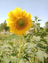 Yellow flower sunflower beautiful flower